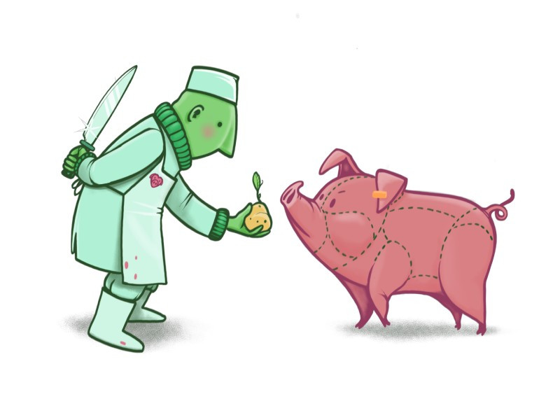 Illustratie van slachter met varken