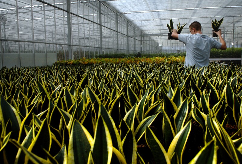 man die kamerplanten kweekt in grote serre 