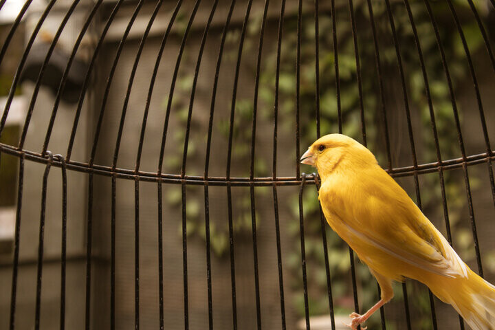 Nele Snoeck heeft een vogelkooi in de handen en laat een gele kanarie vrij.