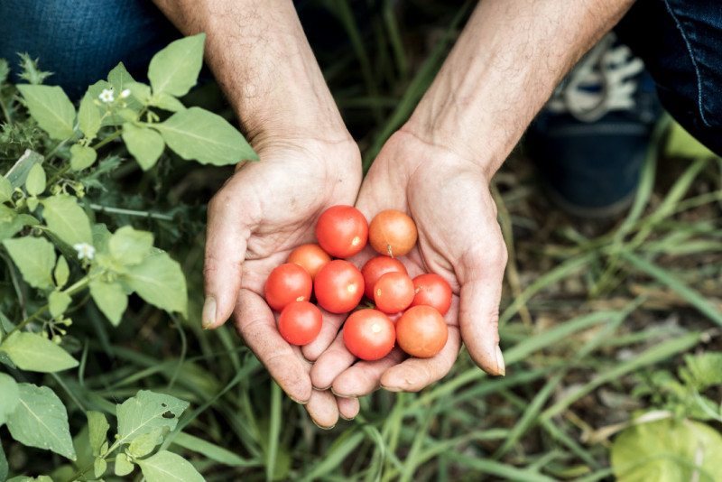 Versgeplukte groenten op de plukboerderij.