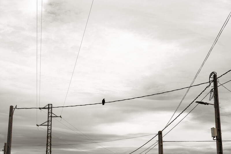 raaf op elektriciteitskabels