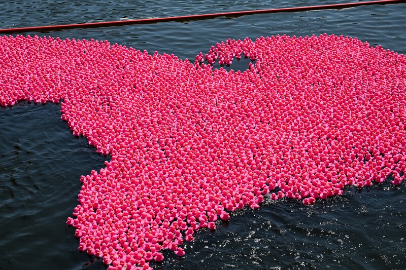 roze badeendjes op de schelde in Antwerpen