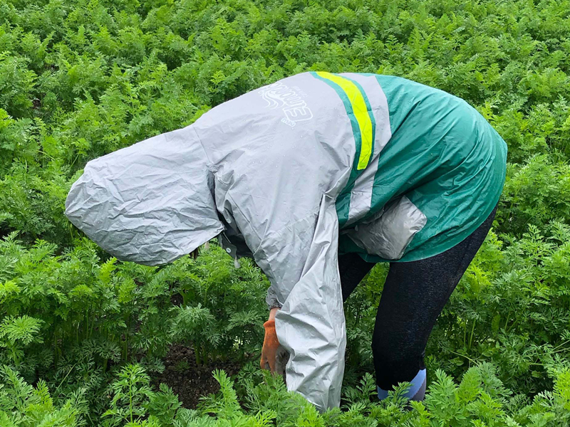 Seizoensarbeider aan het werk