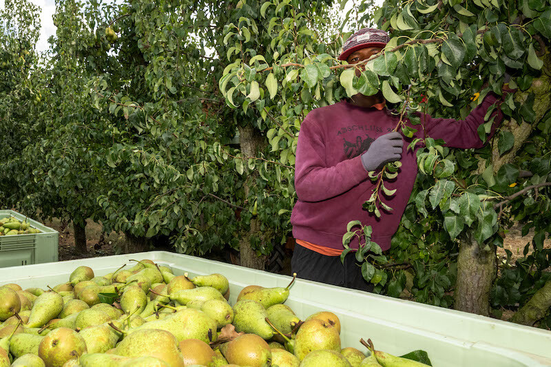 Fruitpluk